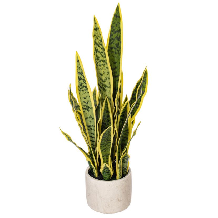 Vickerman 28" Artificial Green Snake Plant in 6 x 6 x 6" Gray Cement Pot. Green plant with yellow edges.