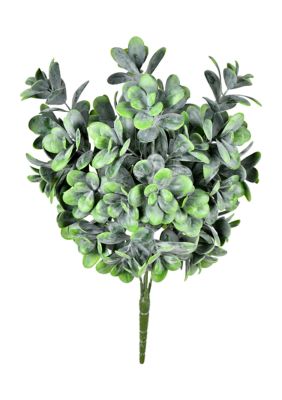 Green Jade Bush