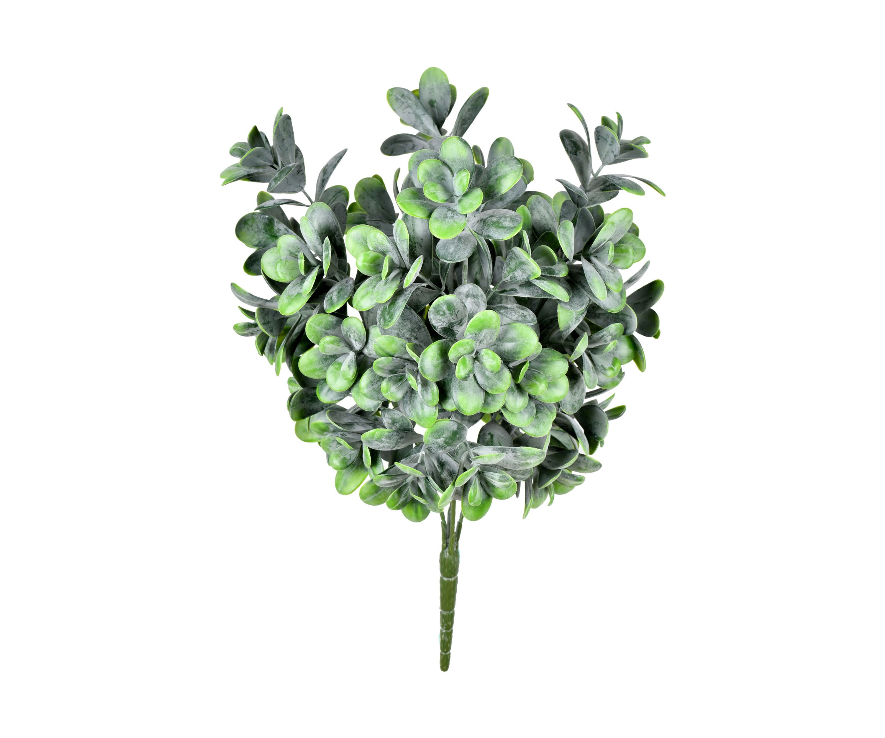 Green Jade Bush