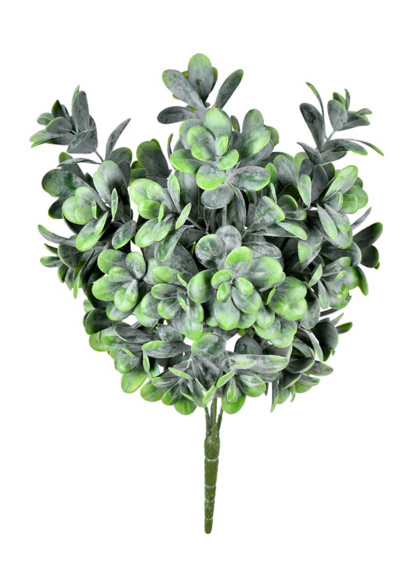Green Jade Bush