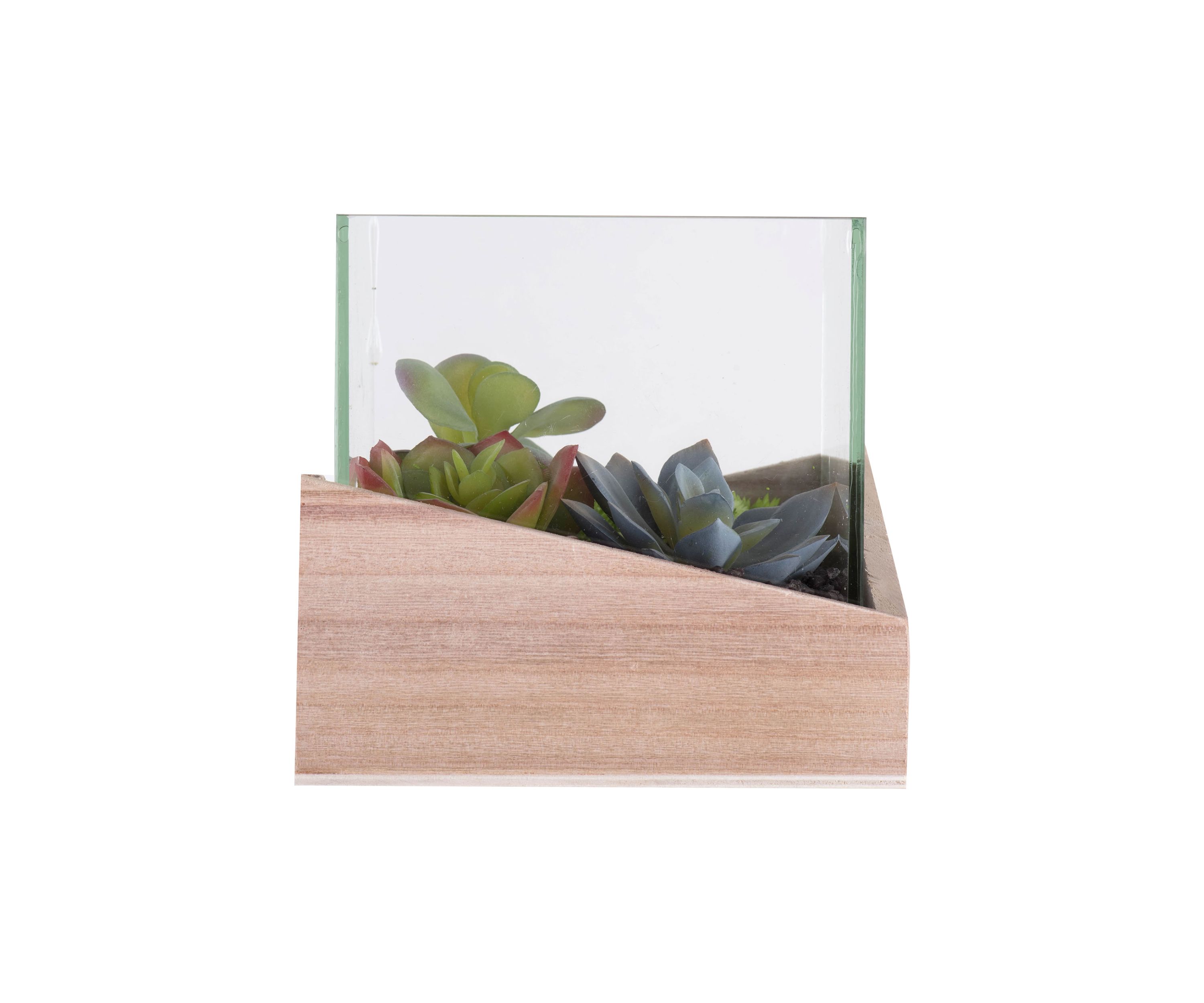 Green Assorted Succulents in Wood