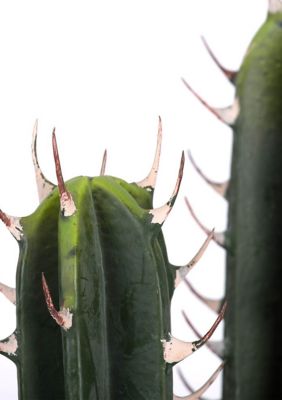 Artificial Cactus Plant.