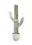 Green and White Cactus Plant