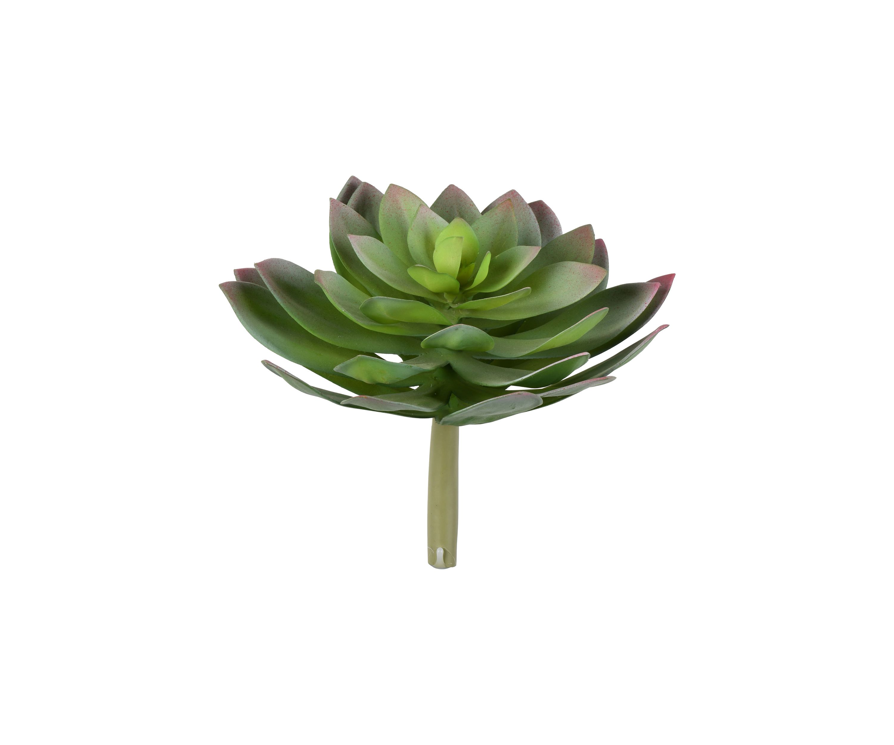 Blue Succulent Stem