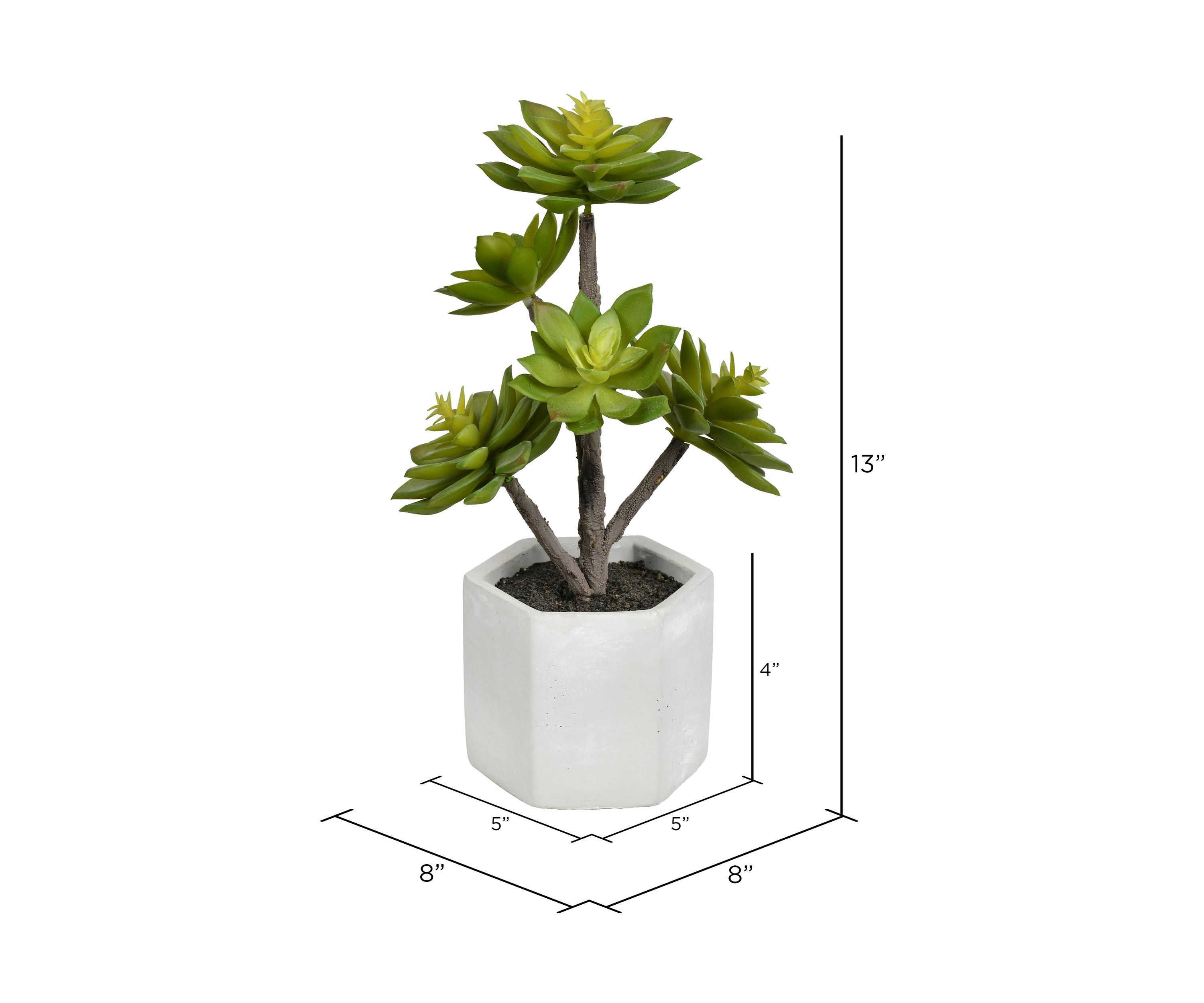 Succulent in Cement Pot