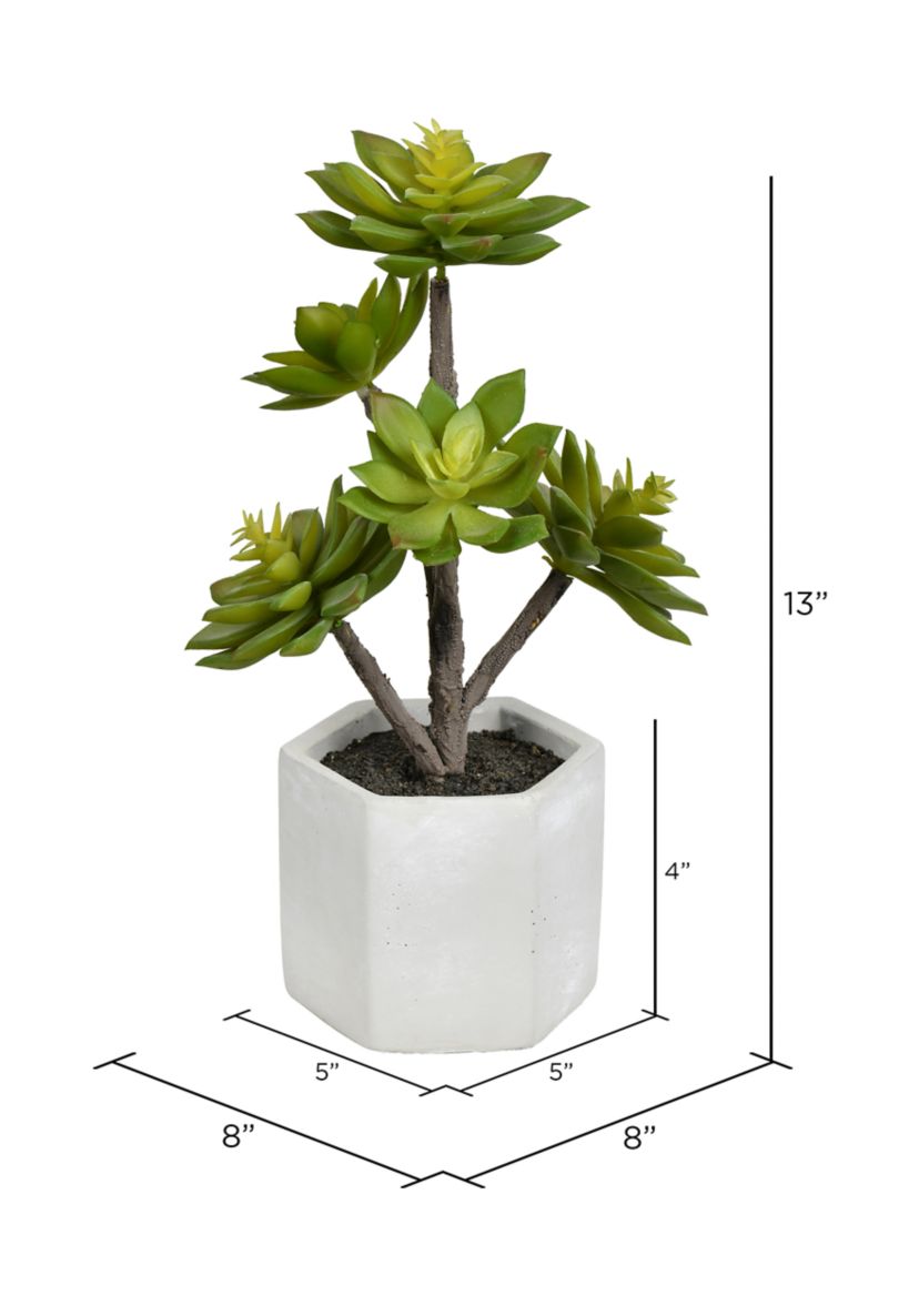 Succulent in Cement Pot