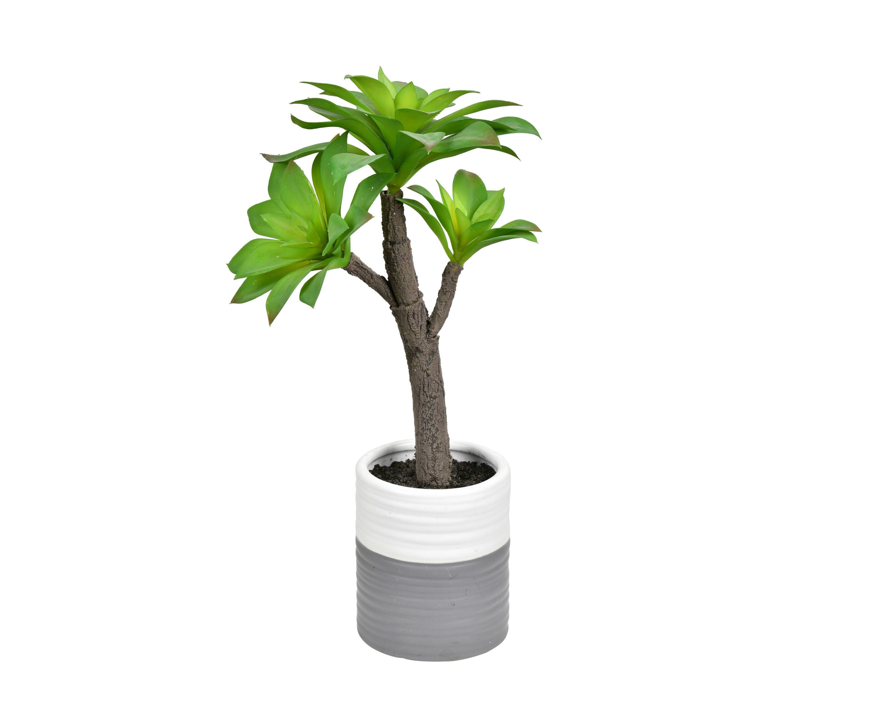 Succulent in Ceramic Pot