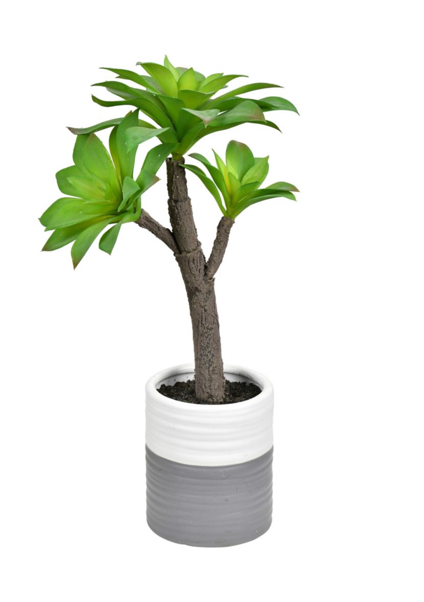 Succulent in Ceramic Pot