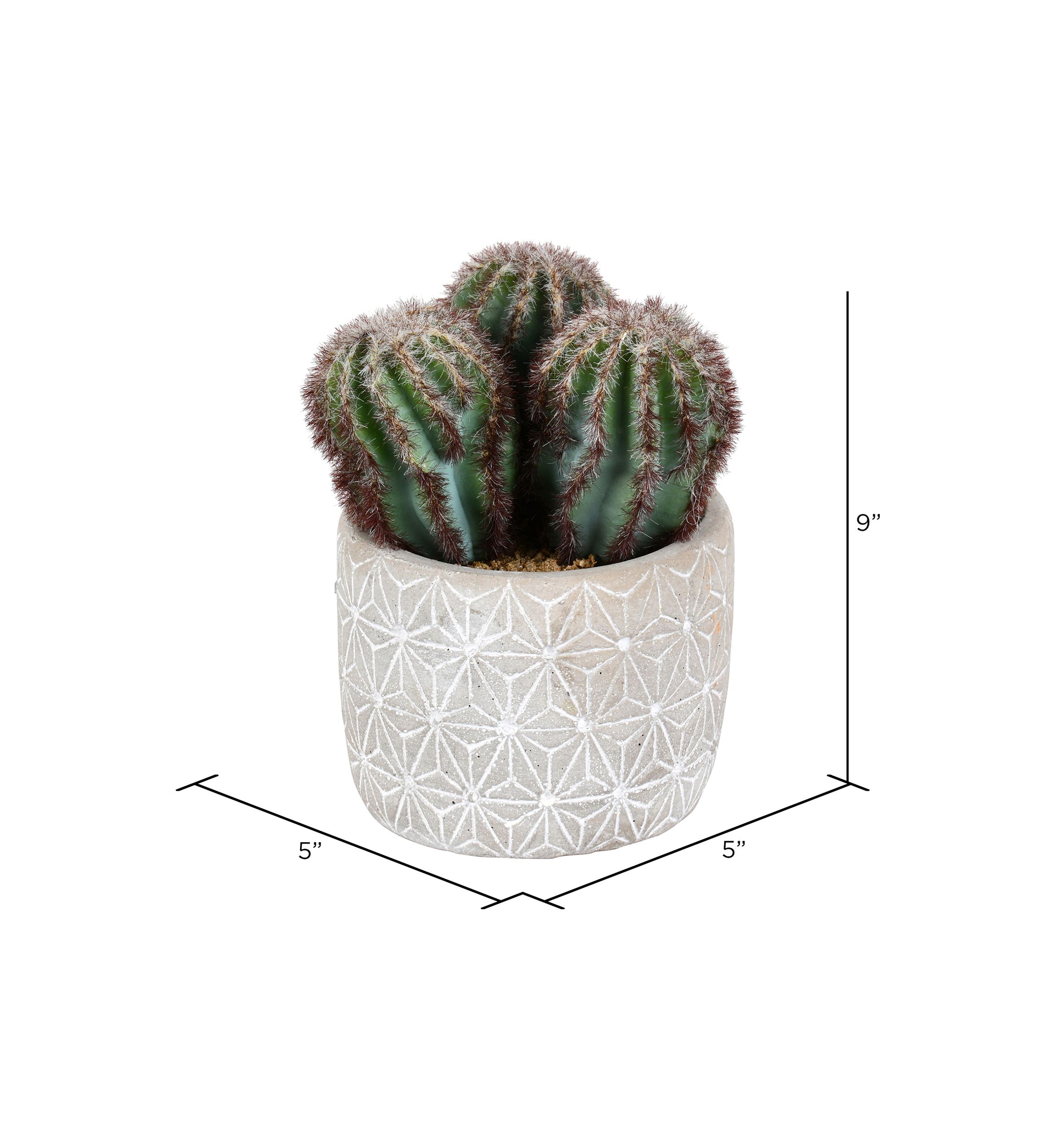 Green Cactus in Cement Pot
