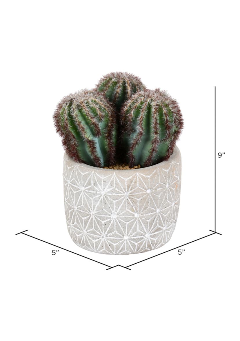 Green Cactus in Cement Pot