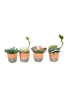 Vickerman Assorted Potted Succulents - Set of 4, Green