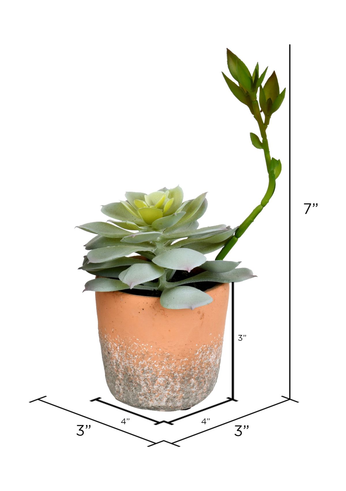 Assorted Potted Succulents - Set of 4