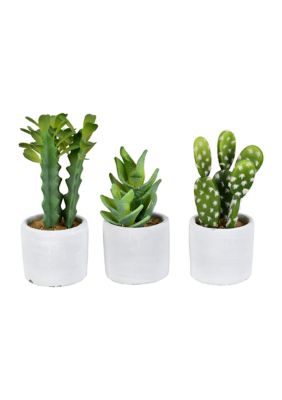 Assorted Potted Cactus Plants - Set of 3