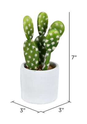 Assorted Potted Cactus Plants - Set of 3