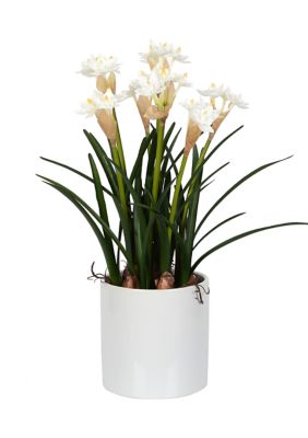White Daffodil in Ceramic Pot