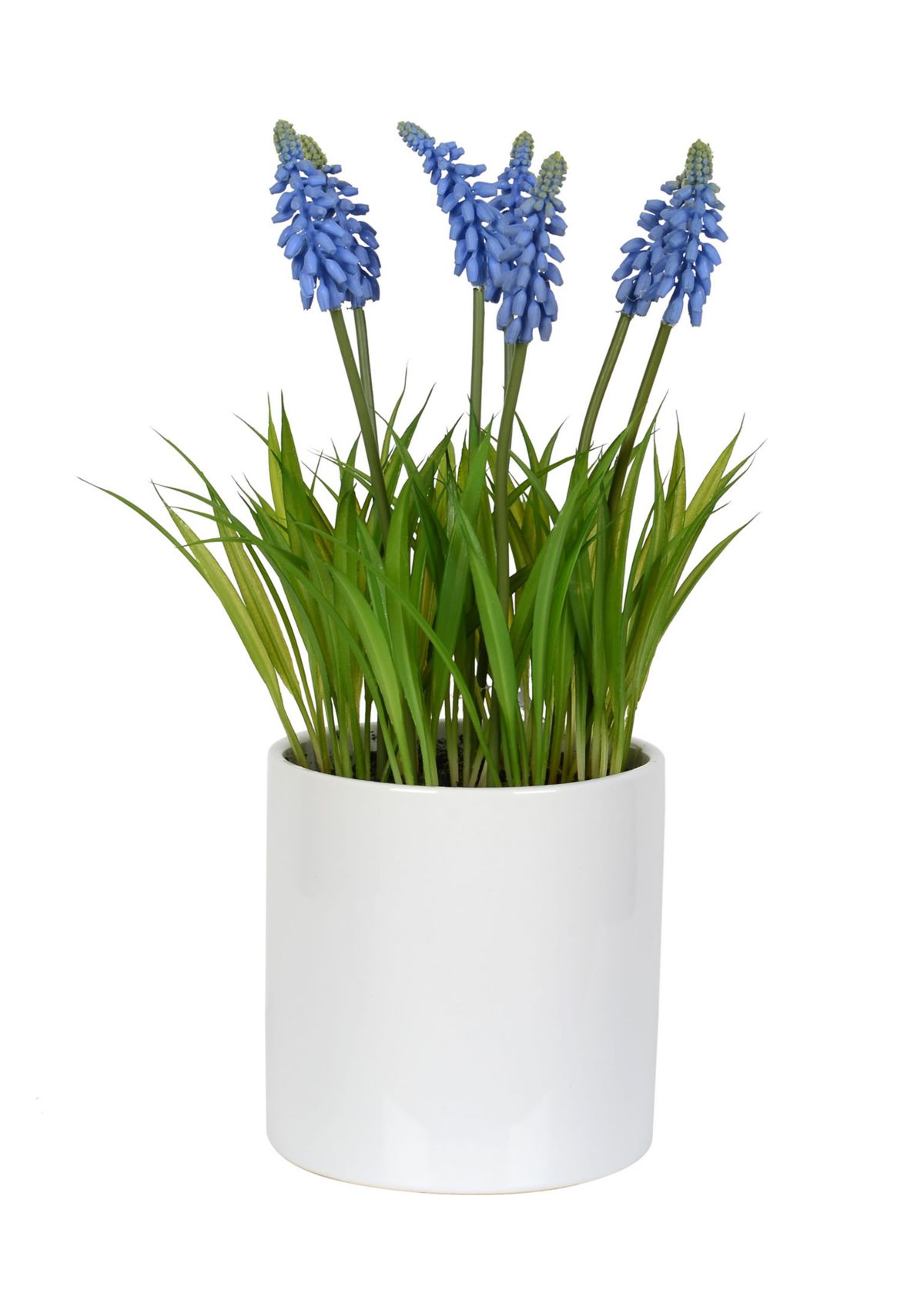 Hyacinth Flower in Ceramic Pot