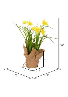 Daffodil in Burlap Pot