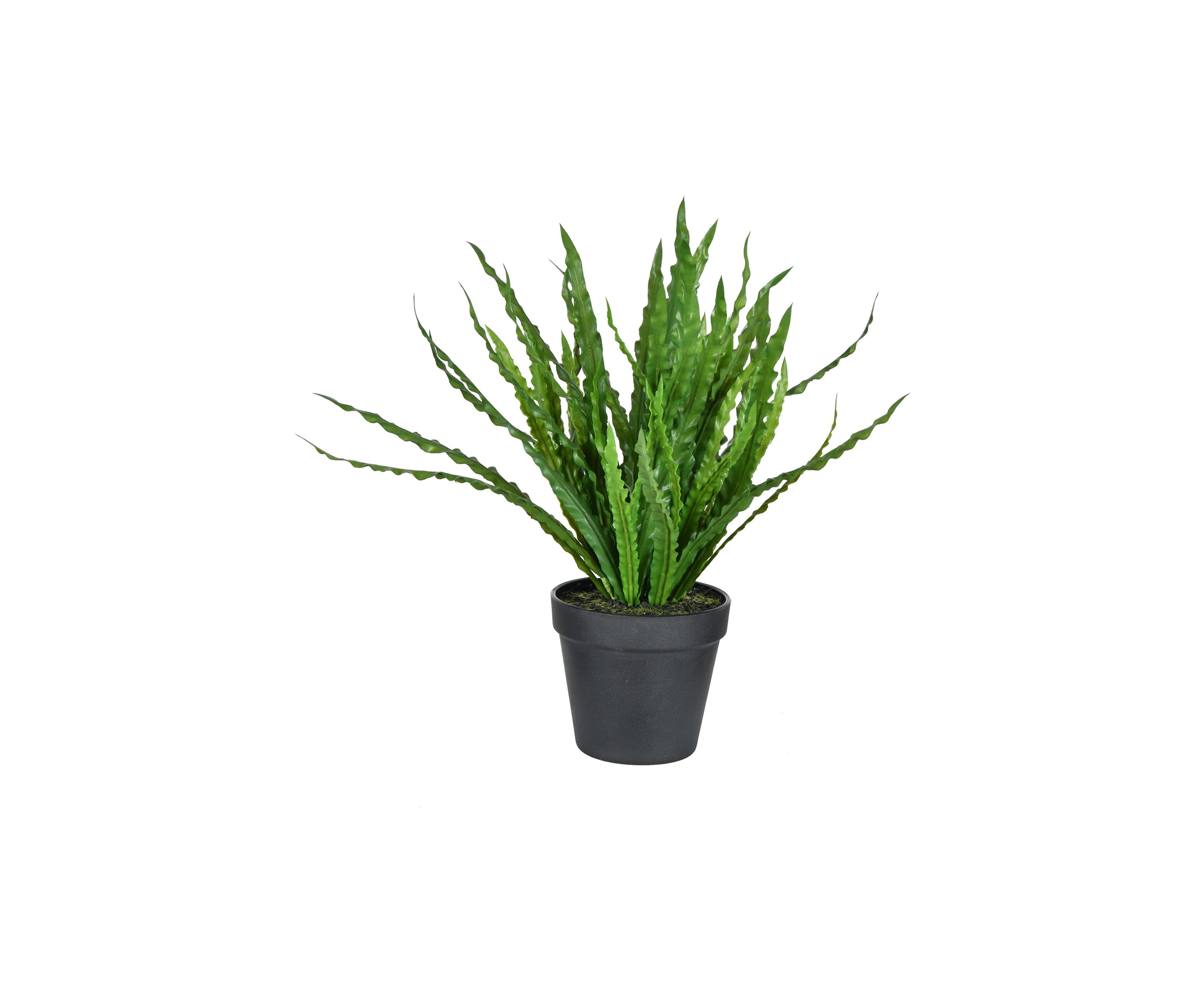 Potted Bird Nest Fern