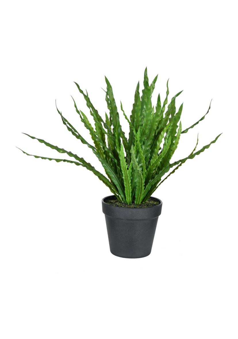 Potted Bird Nest Fern