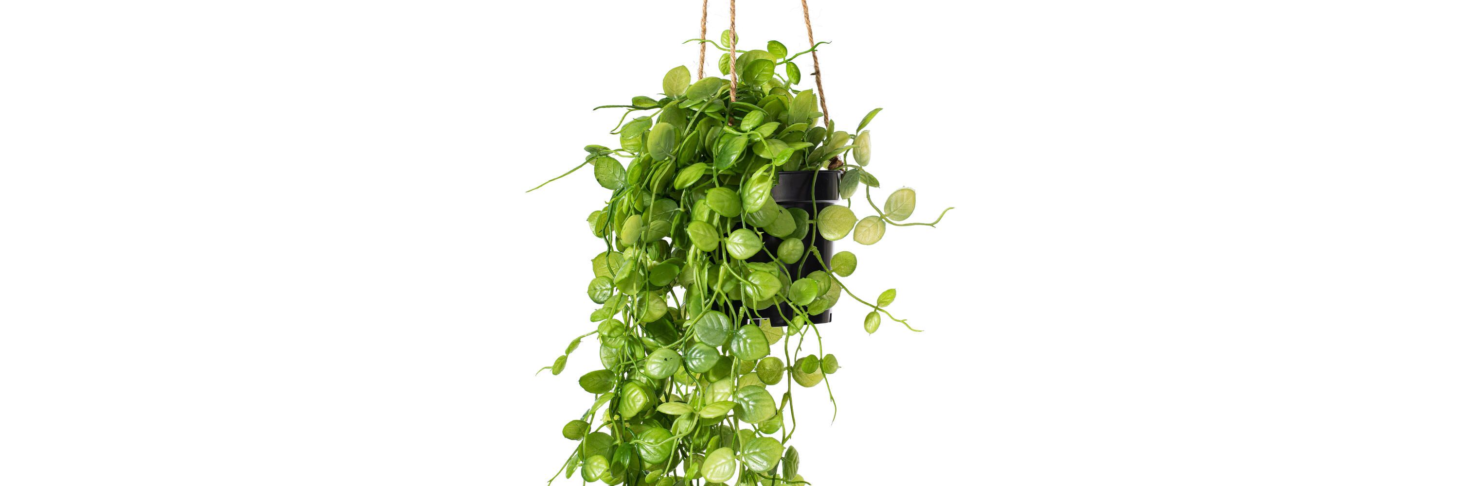 Vickerman 29" Artificial Green Mini Leaf Ivy in Hanging Pot.