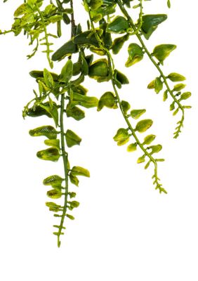 Green Butler Fern Vine