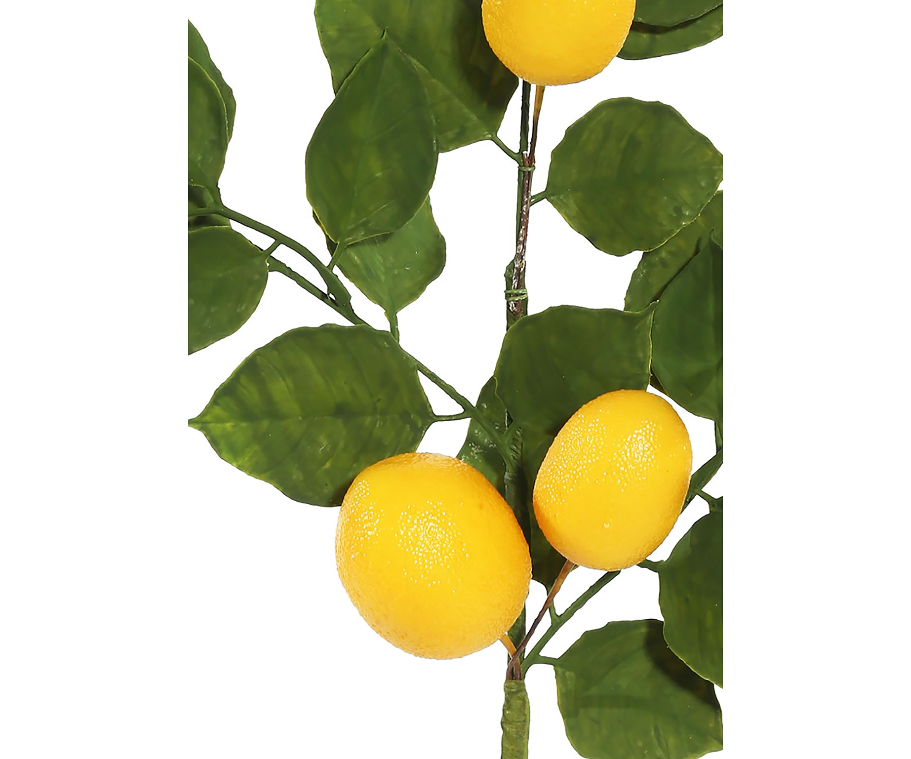 Vickerman 6 Artificial Green and Yellow Salal Leaf Lemon Garland.