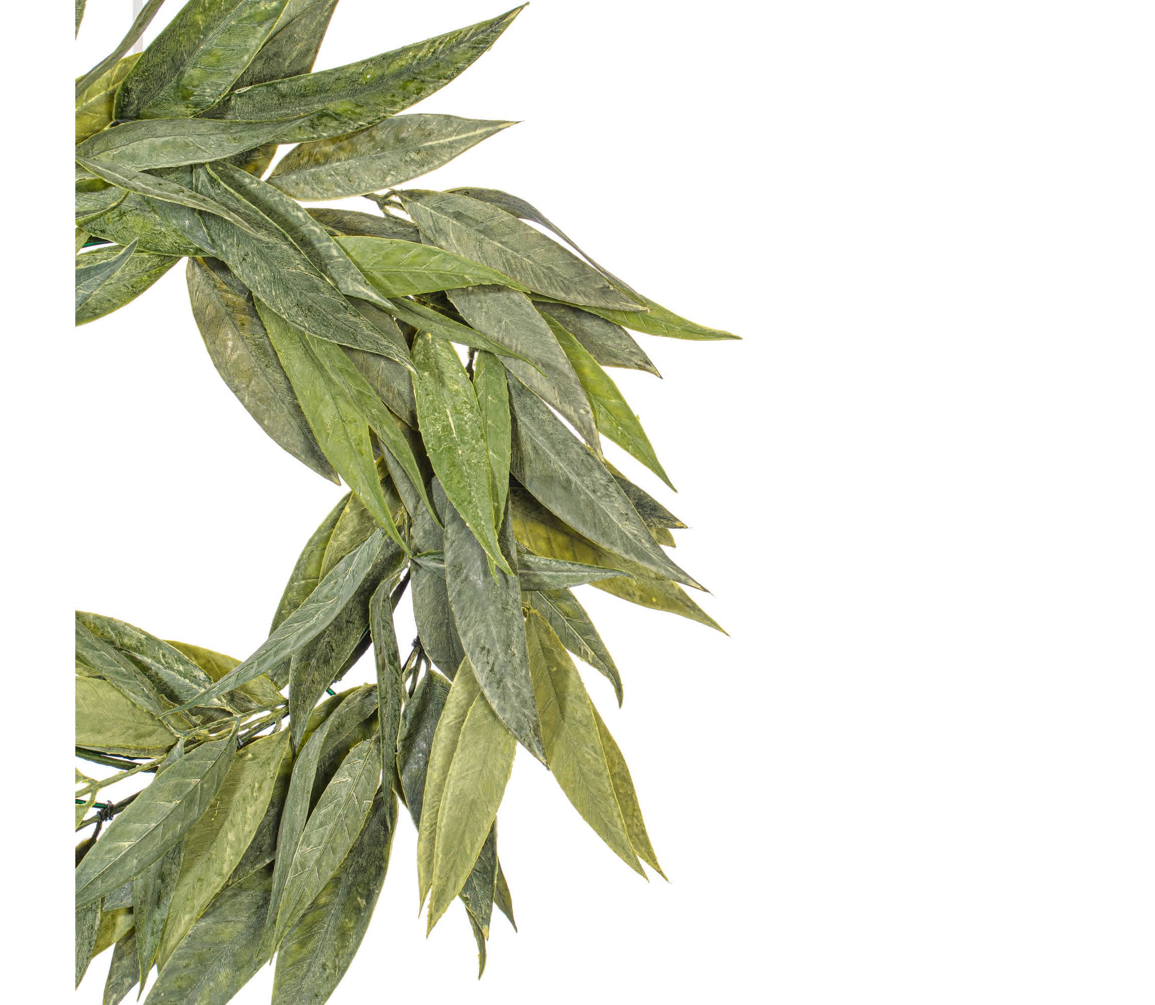 Vickerman 24" Artificial Green Muddy White Willow Wreath.