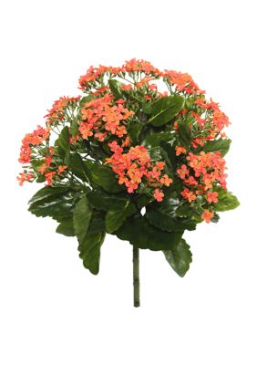Vickerman Orange Kalanchoe Bush