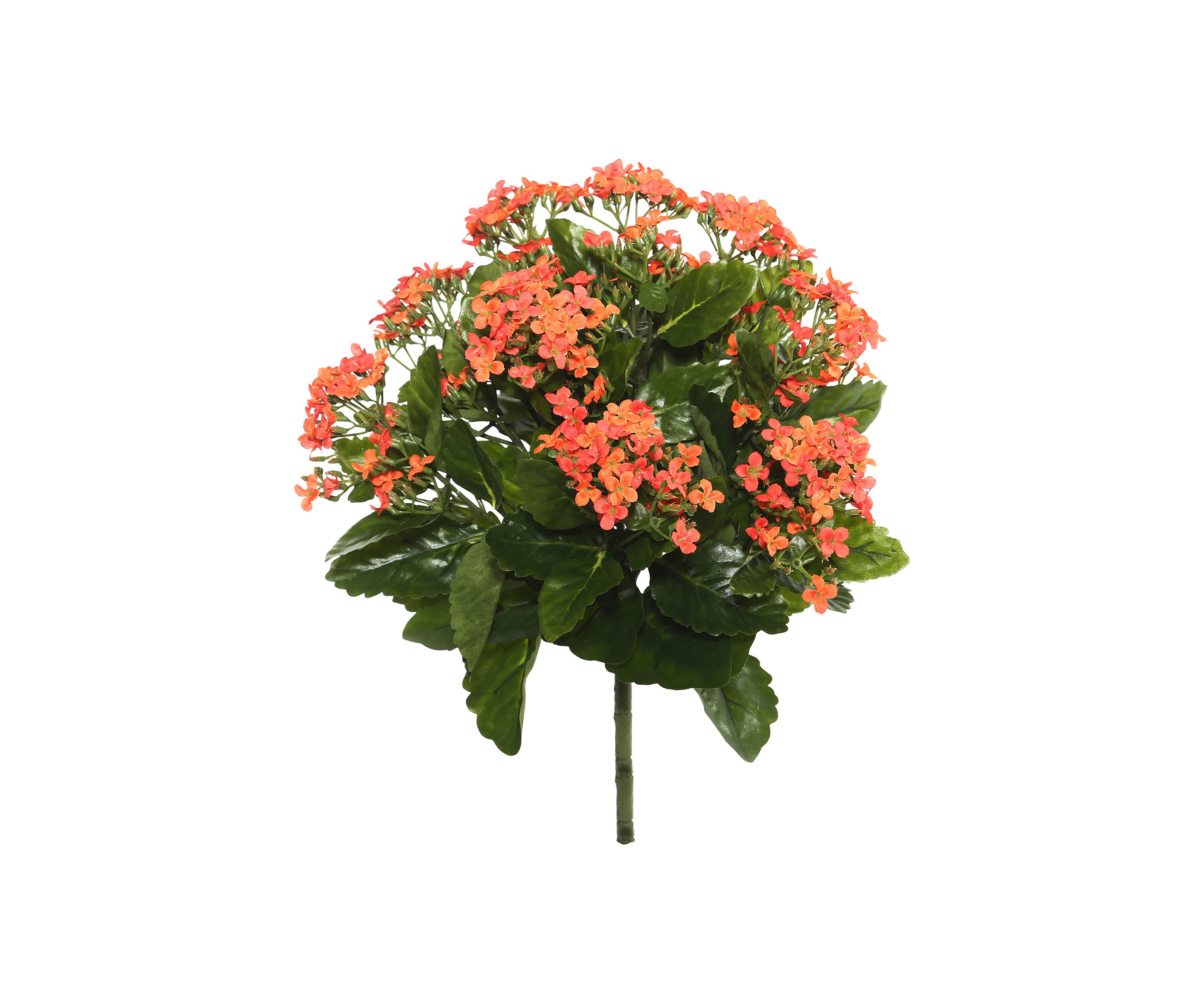 Orange Kalanchoe Bush