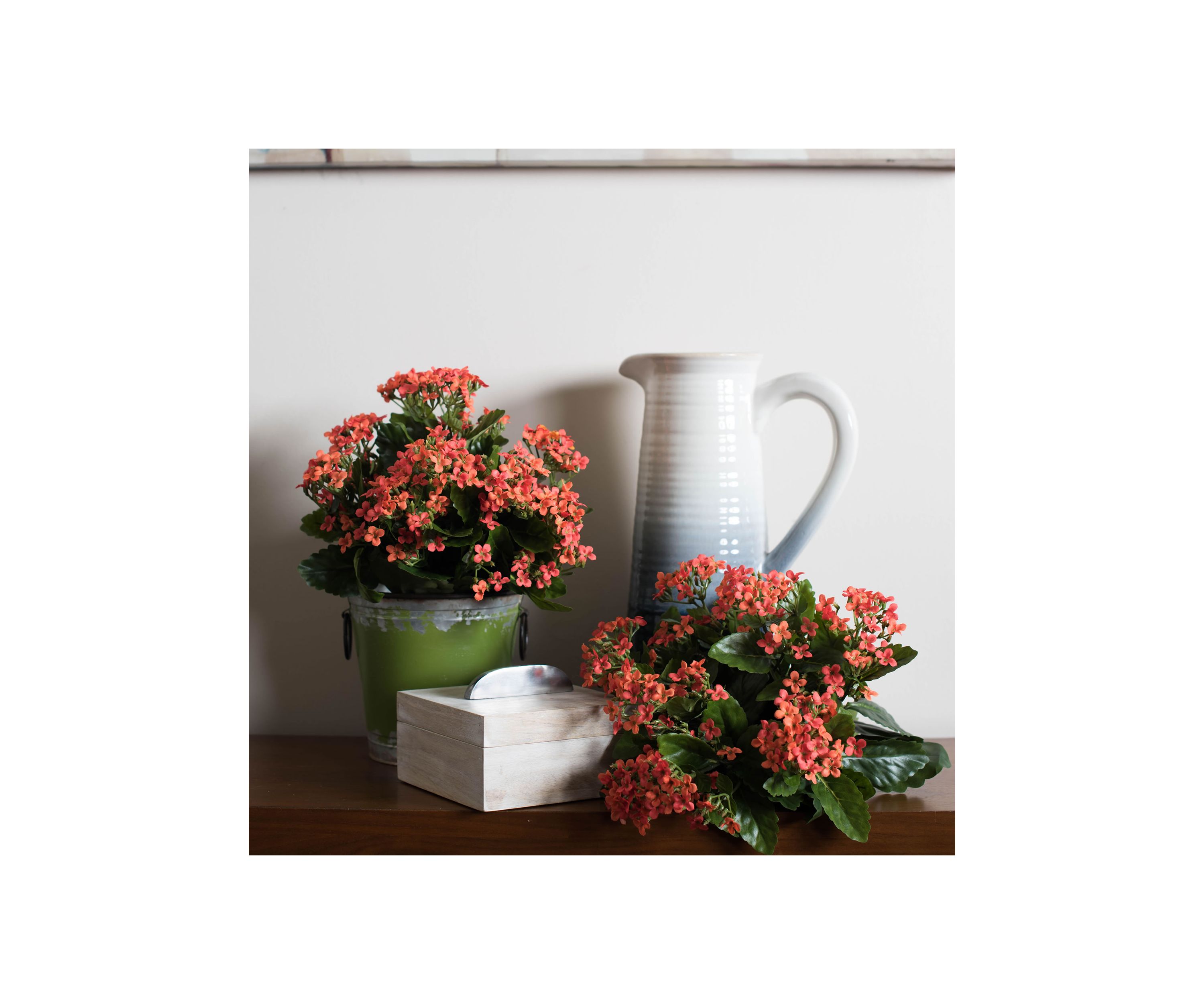 Orange Kalanchoe Bush