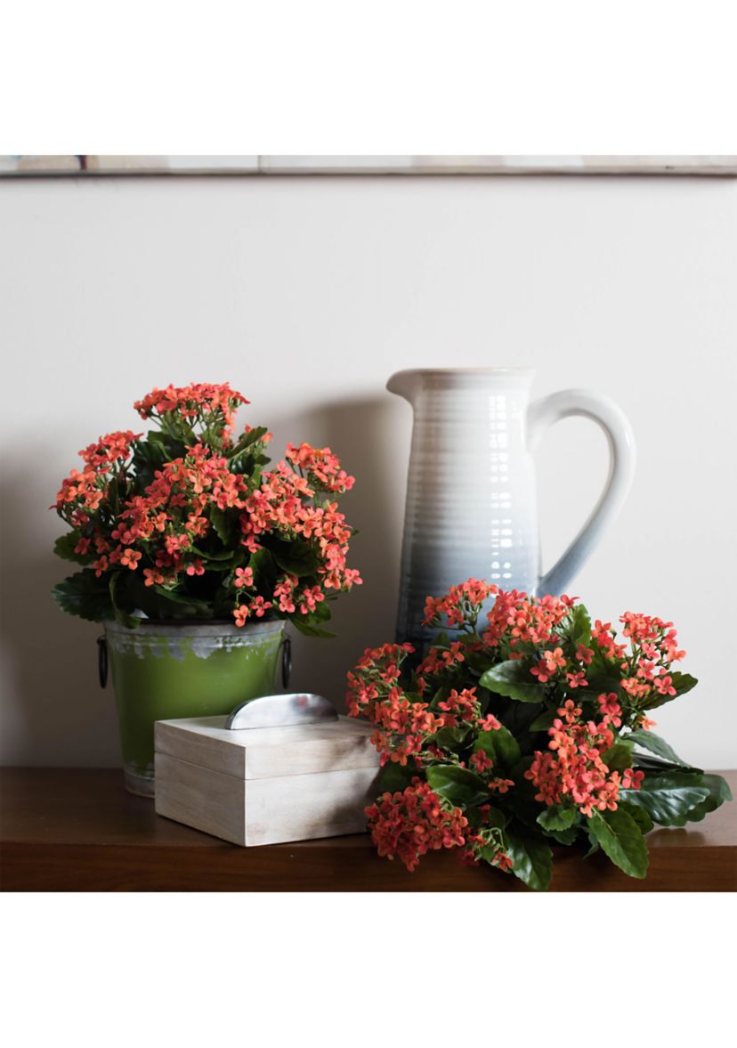 Orange Kalanchoe Bush