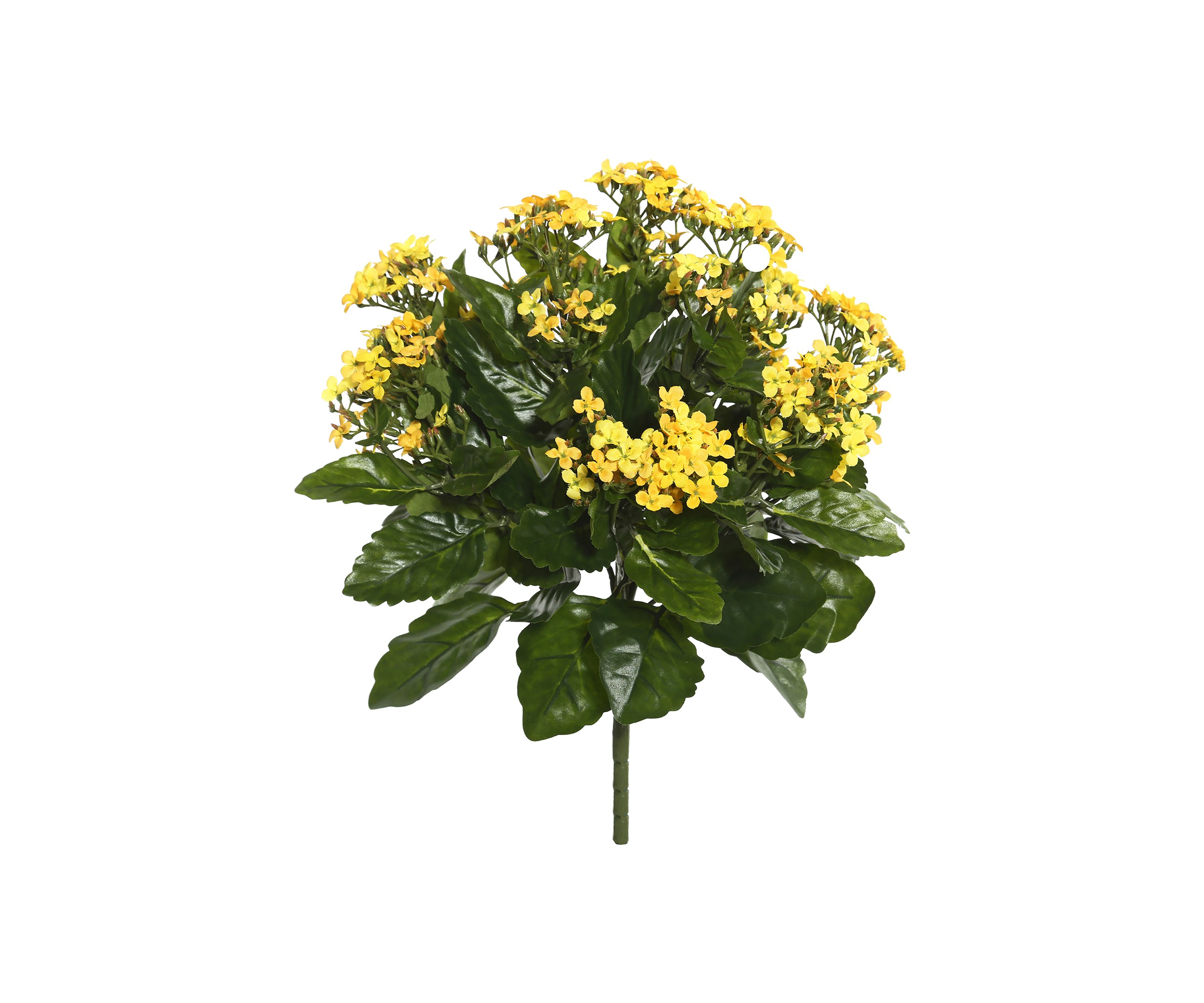 Yellow Kalanchoe Bush