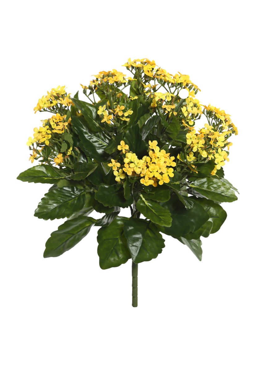 Yellow Kalanchoe Bush