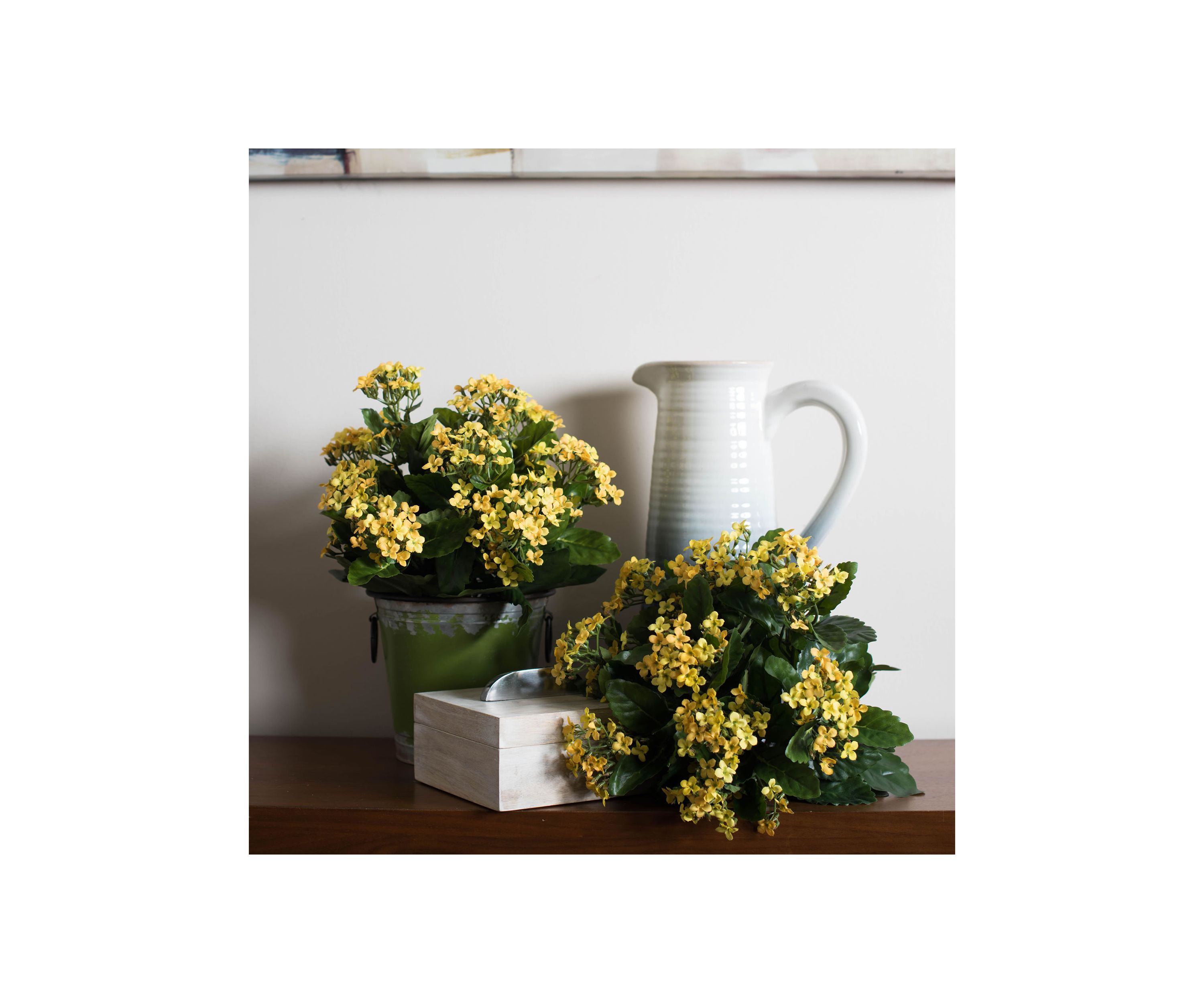 Yellow Kalanchoe Bush