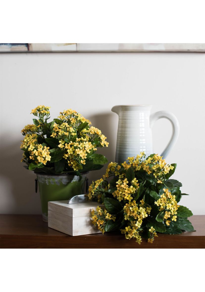 Yellow Kalanchoe Bush