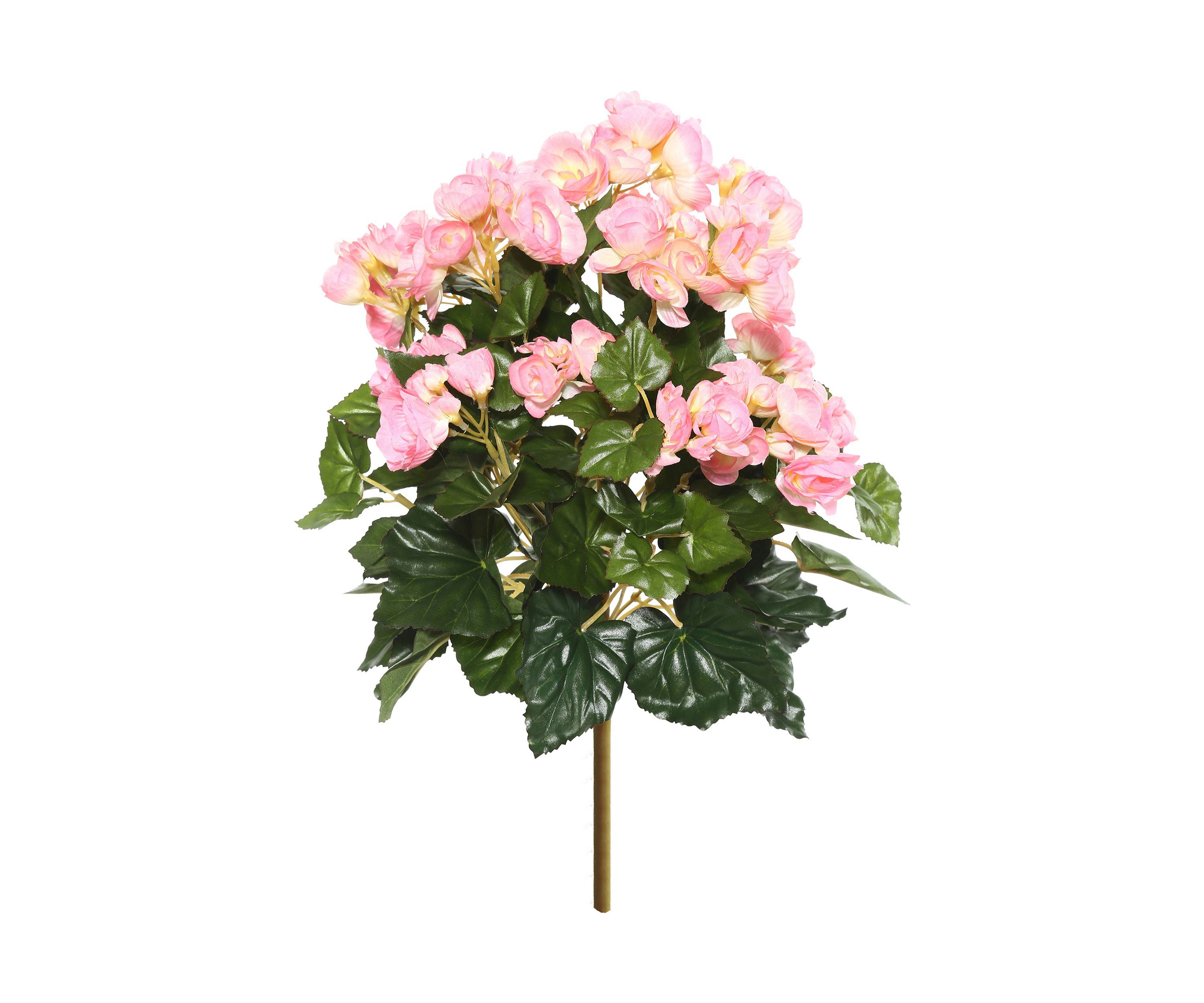 Light Pink Begonia Bush