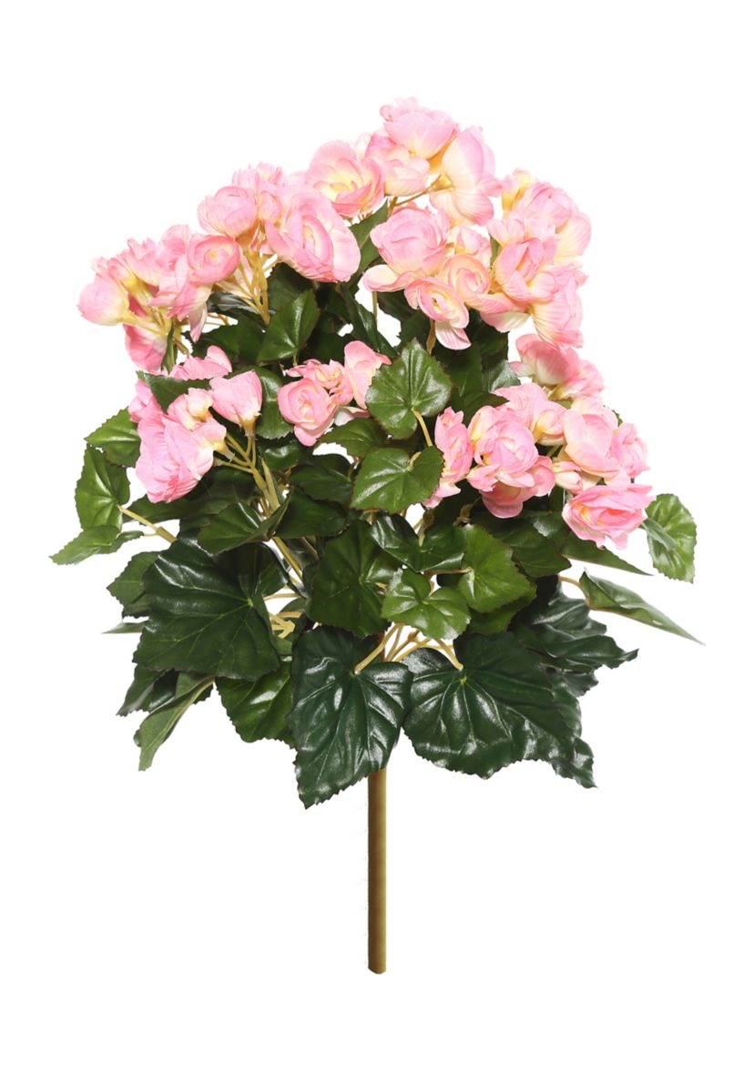 Light Pink Begonia Bush