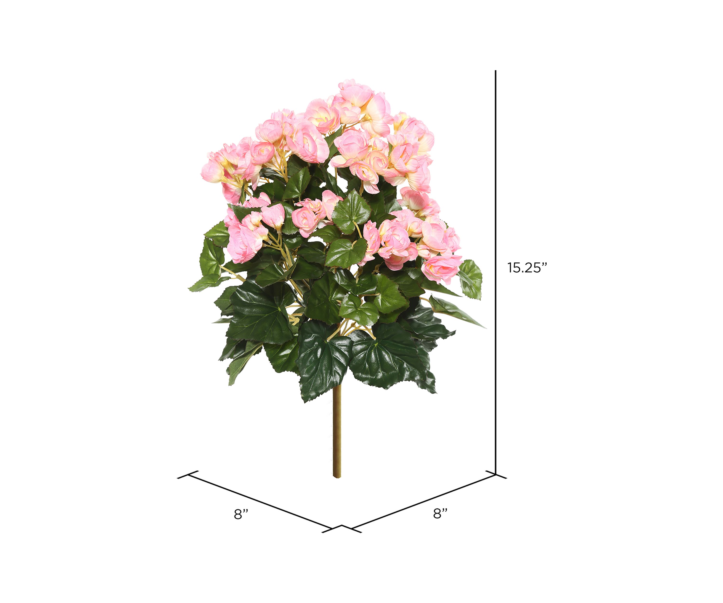 Light Pink Begonia Bush