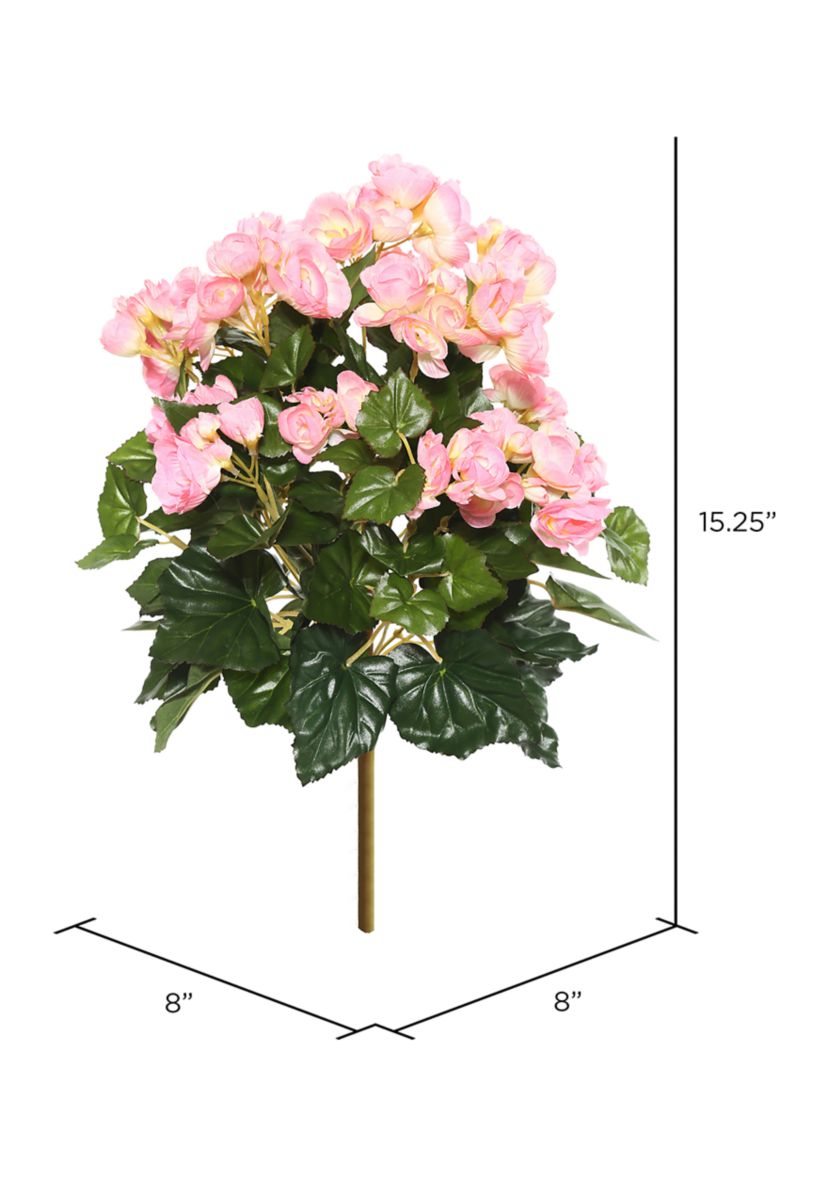 Light Pink Begonia Bush