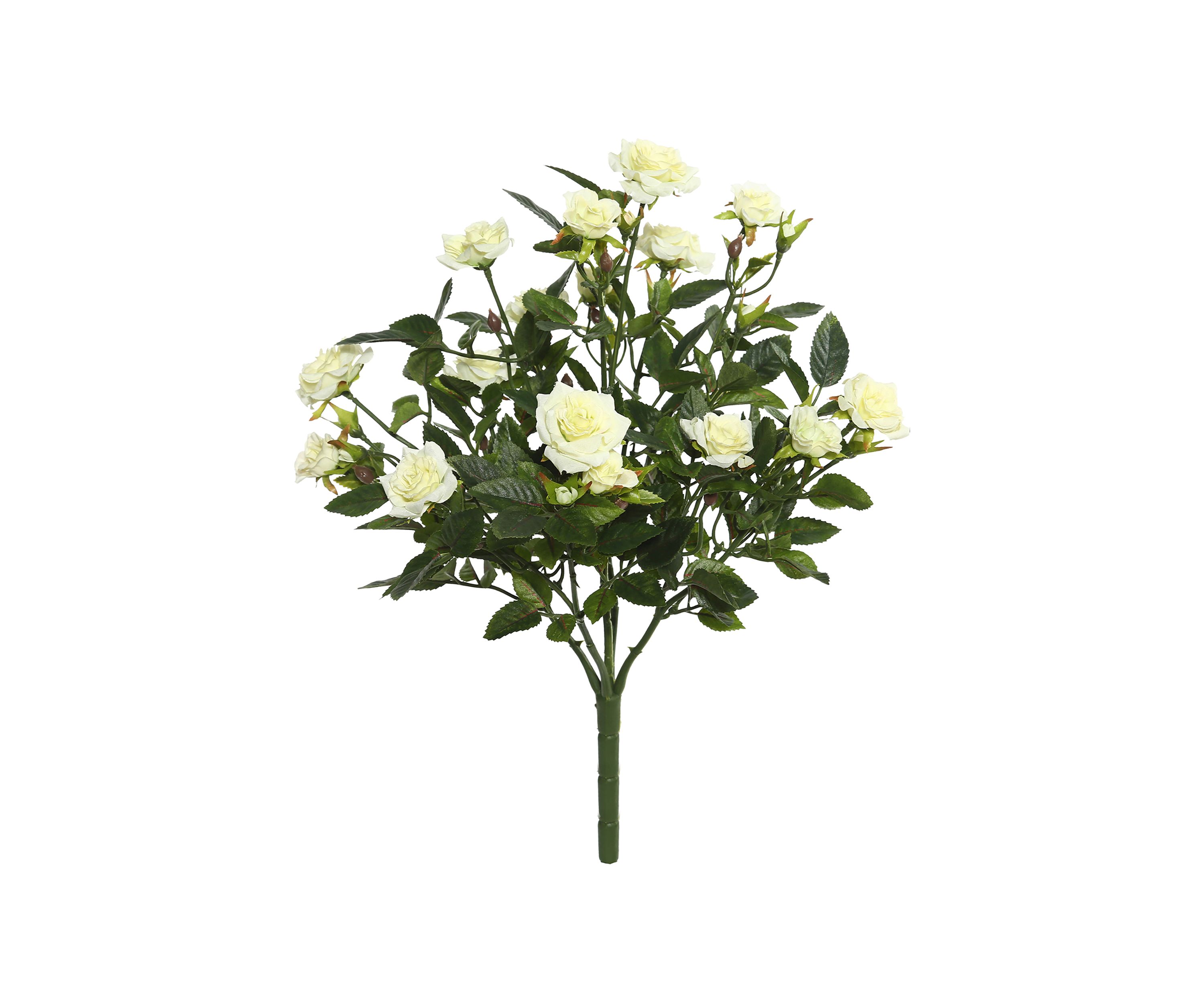 Mini Diamond Rose Bush