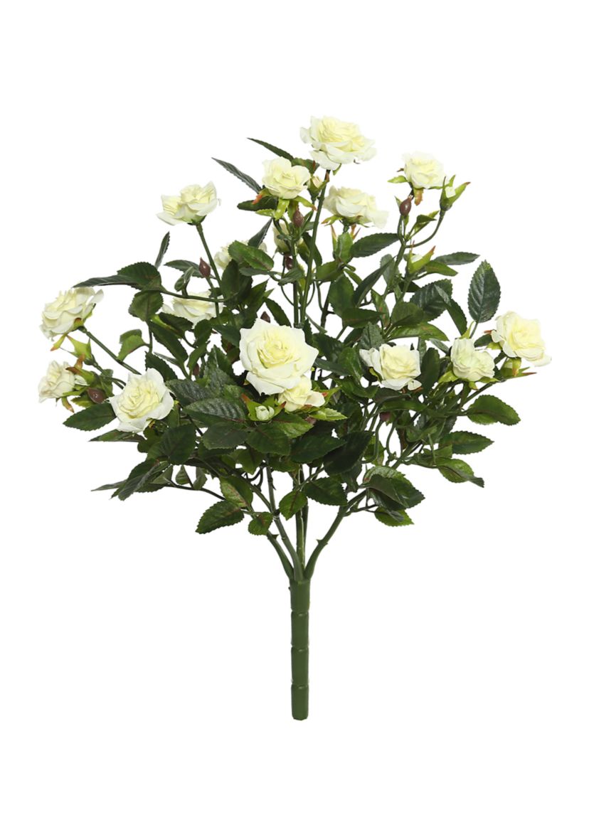 Mini Diamond Rose Bush