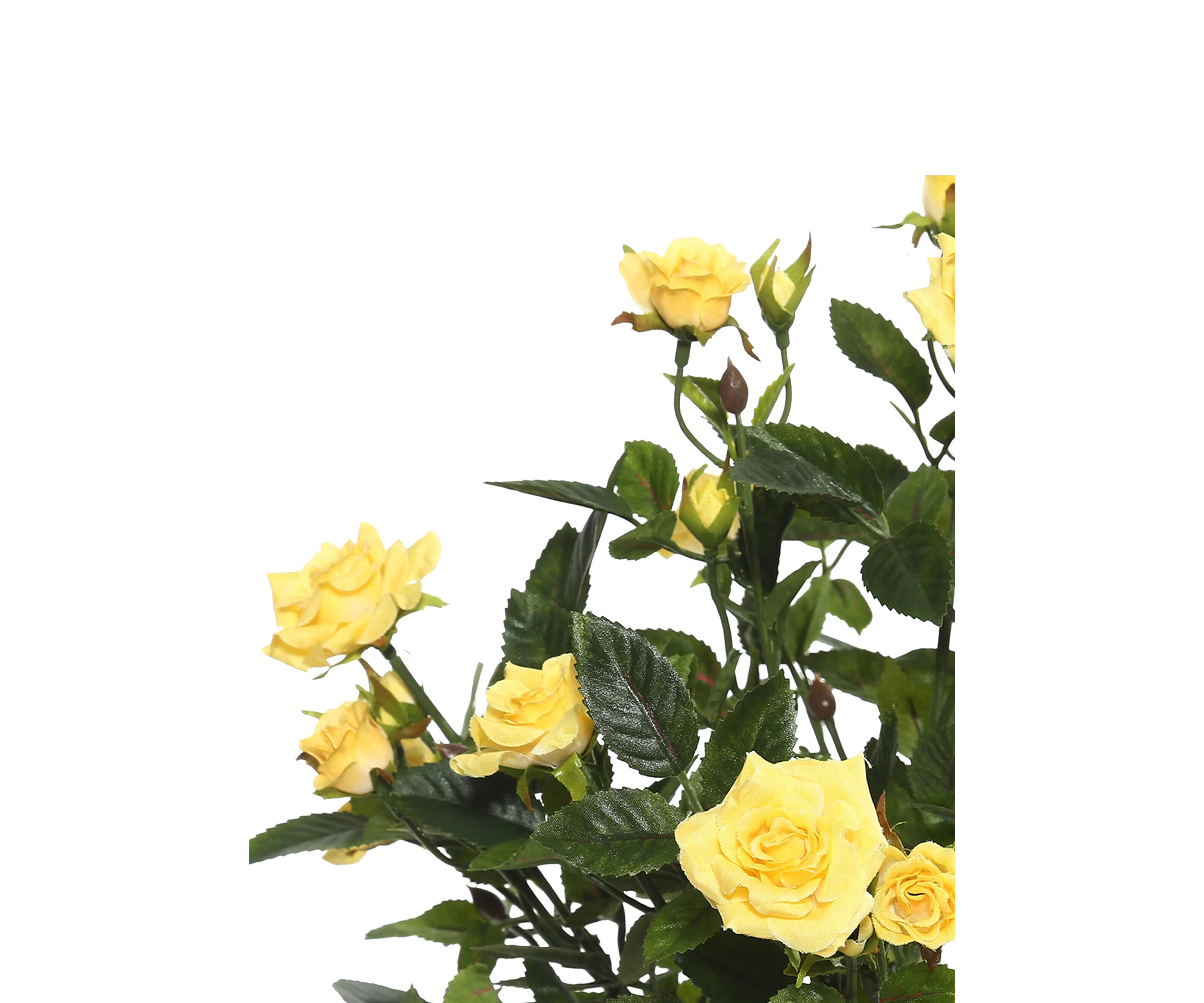 Yellow Mini Diamond Rose Bush