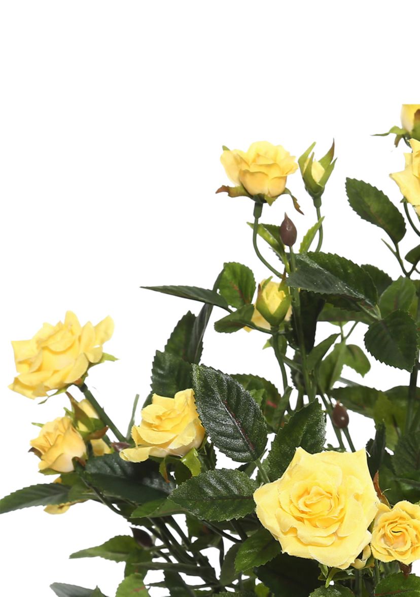 Yellow Mini Diamond Rose Bush