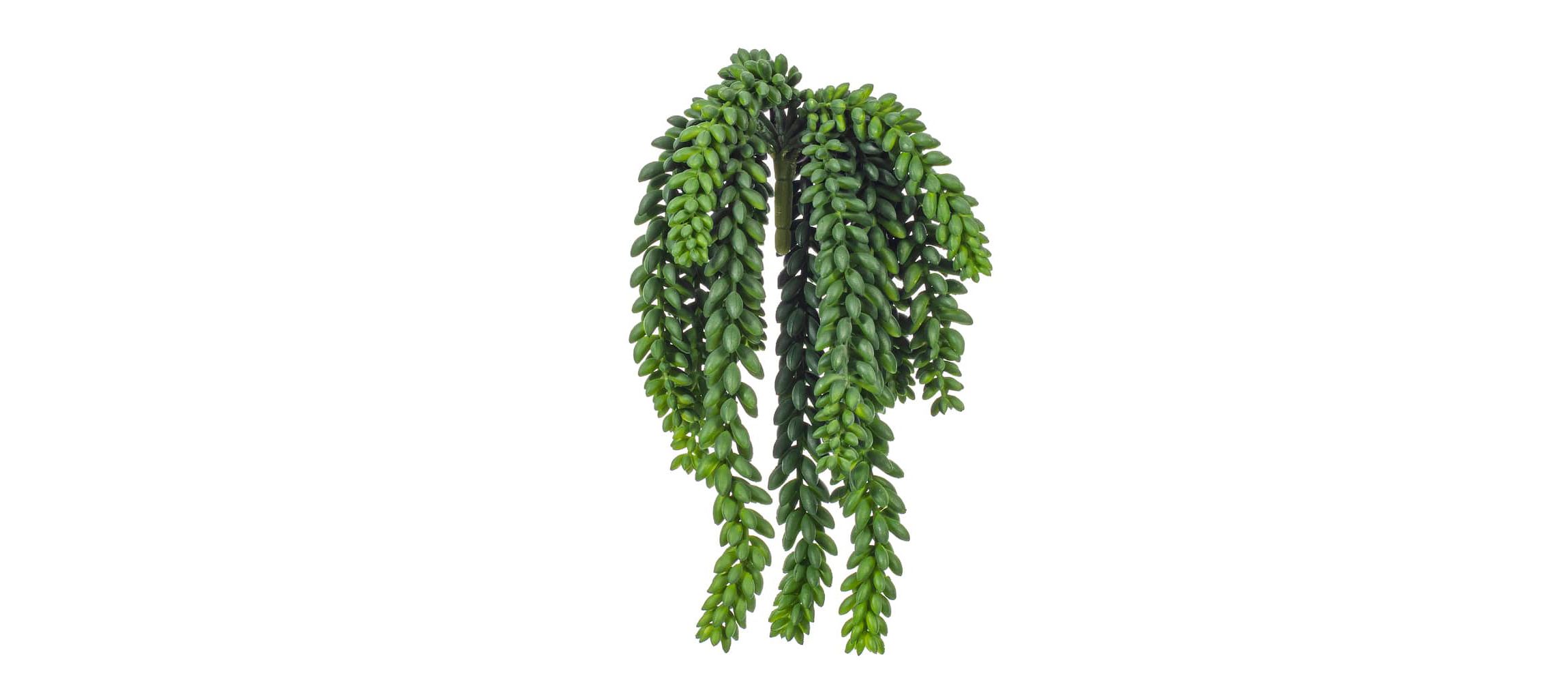 Vickerman 13" Plastic Artificial Green Donkey Tail Bush.