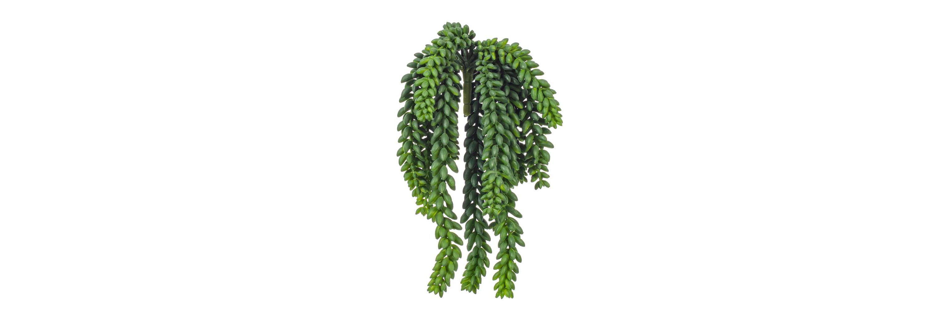 Vickerman 13" Plastic Artificial Green Donkey Tail Bush.