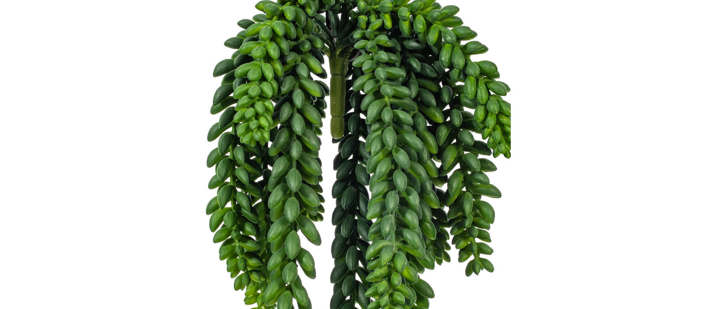 Vickerman 13" Plastic Artificial Green Donkey Tail Bush.