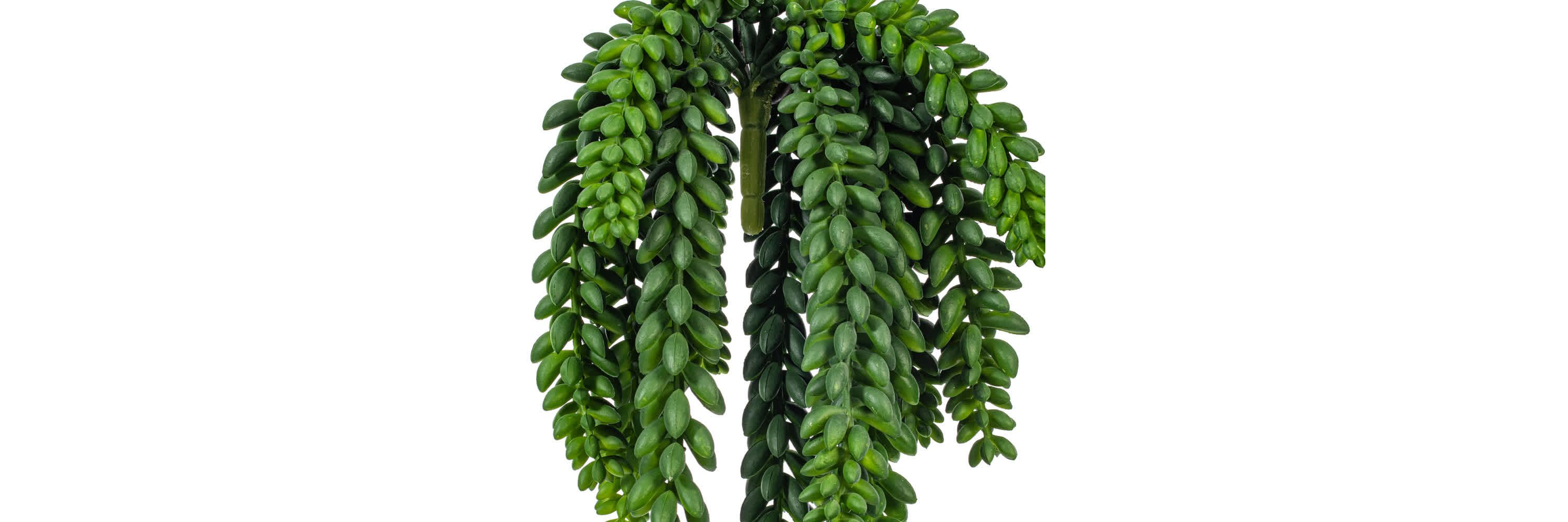Vickerman 13" Plastic Artificial Green Donkey Tail Bush.