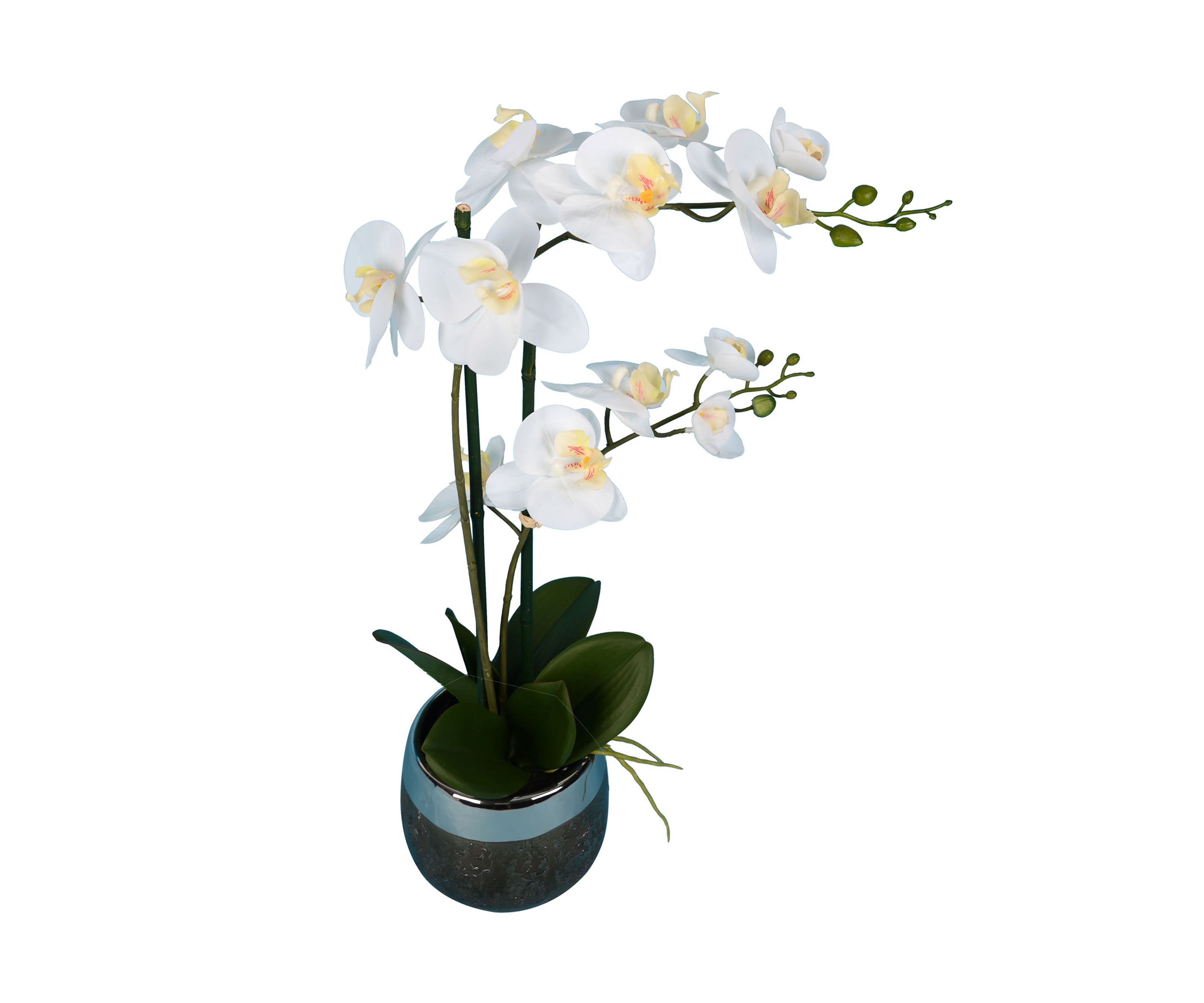 White Phalaenopsis In Metal Pot