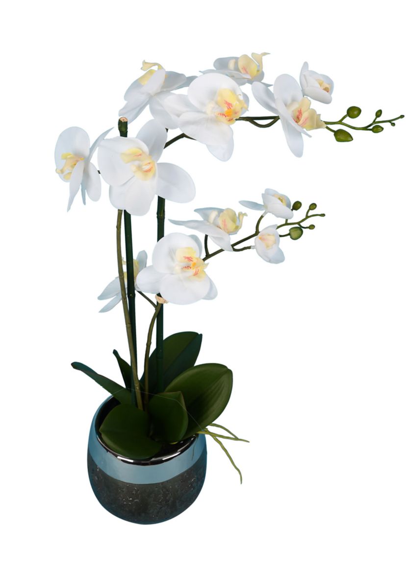 White Phalaenopsis In Metal Pot