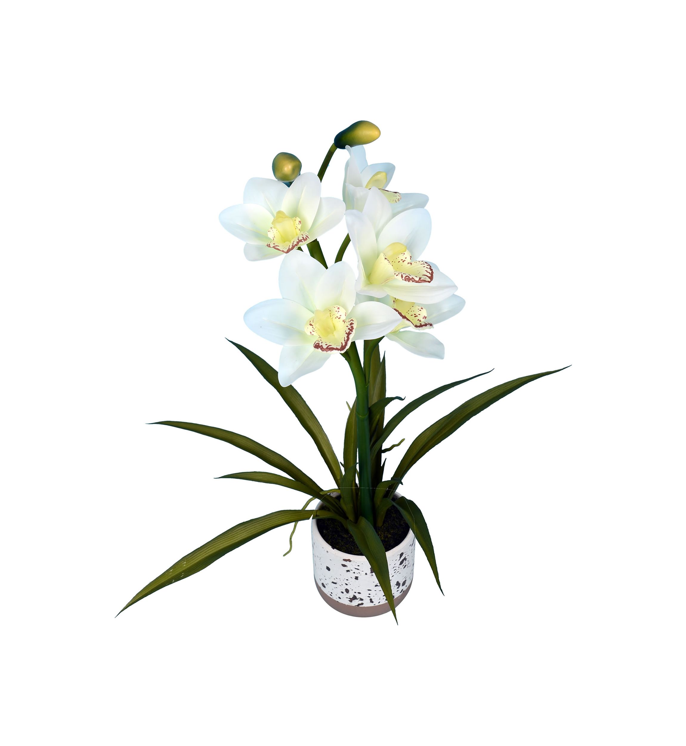White Cymbidium In Pot